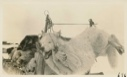 Image of white wolf tied up to back of sledge
